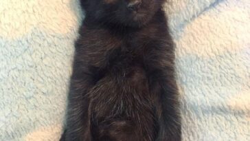kitten