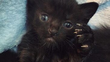 kitten