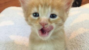 kitten