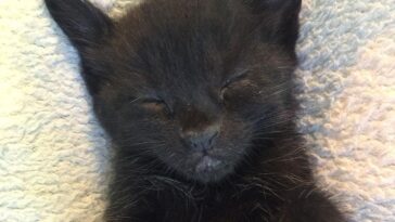 kitten