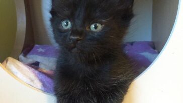 kitten