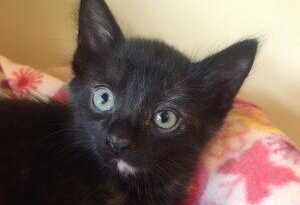 kitten