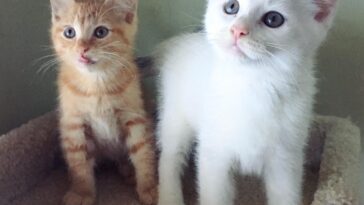 kitten