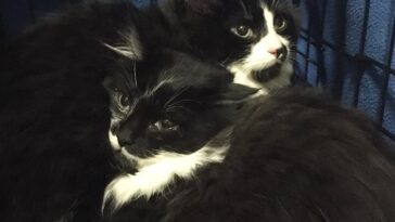 kitten
