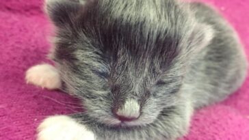 kitten