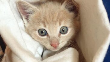 kitten