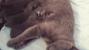 kitten