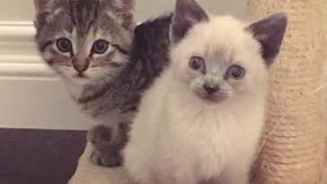 kitten
