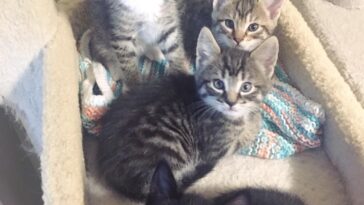kitten