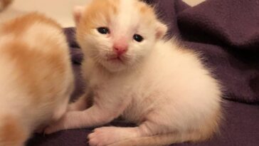 kitten