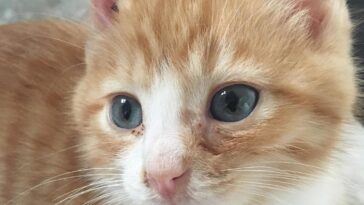 kitten