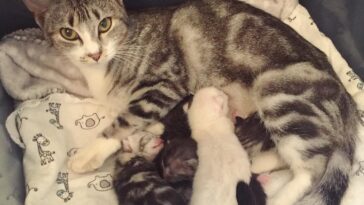 kitten