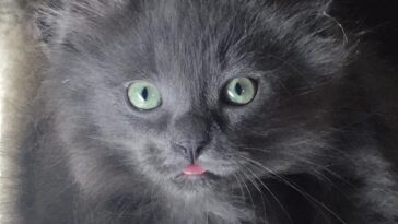 kitten