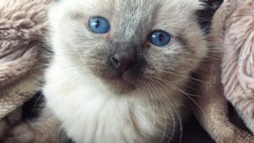 feral