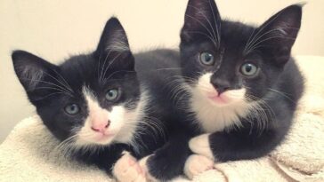 kitten