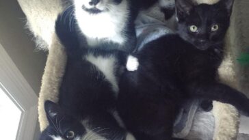 kitten