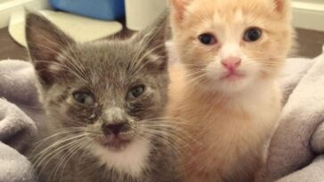 kitten