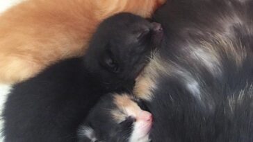 kitten