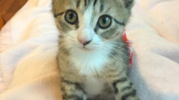 kitten