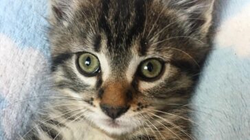 kitten