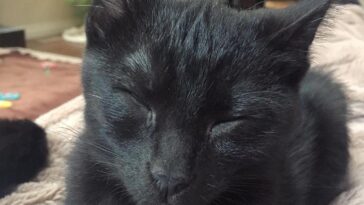 kitten
