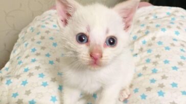 kitten