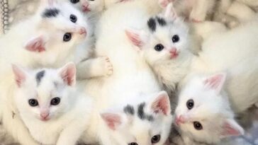 kitten