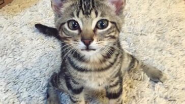 kitten