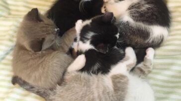 kitten