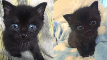 kitten