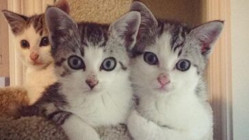 kitten