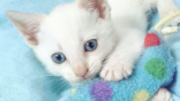 kitten