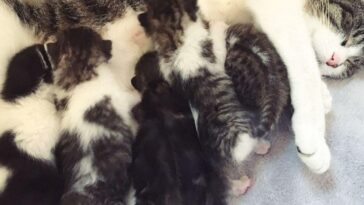 kitten