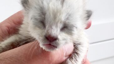 kitten