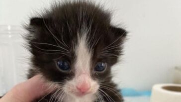 kitten