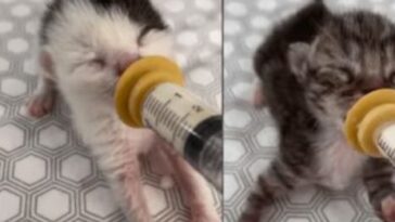 kitten