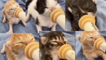kitten