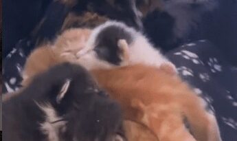 kitten