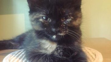 kitten