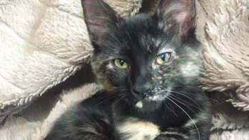 kitten