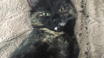 kitten