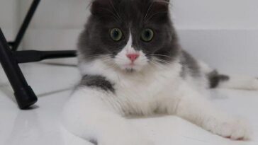kitten