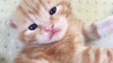 kitten
