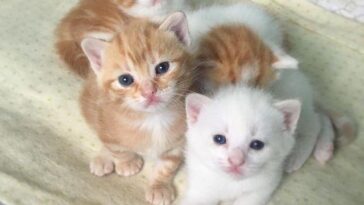 kitten