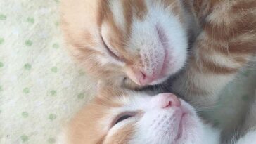 kitten