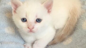 kitten