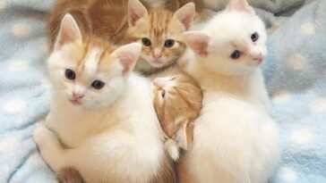 kitten