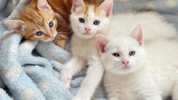 kitten