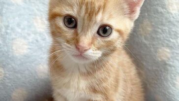 kitten