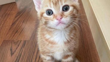 kitten